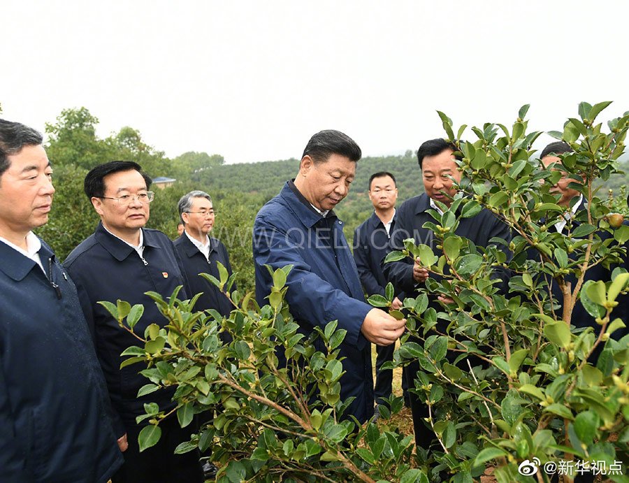 光山油茶籽榨油設備，山茶籽油榨油機廠家(圖1)